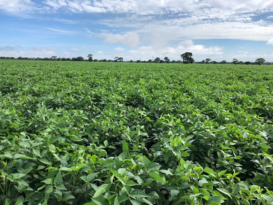FAZENDA EM TRÊS LAGOAS PLANTA SOJA: Primeira colheita na fazenda Mateberi
