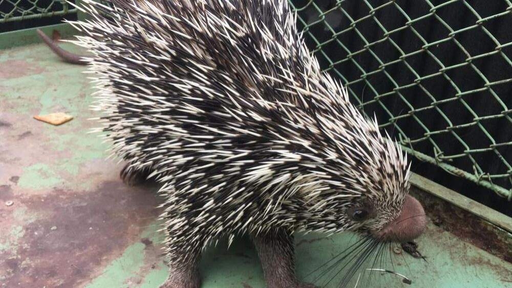 Porco-espinho é resgatado pela Polícia Ambiental após invadir casa em Castilho