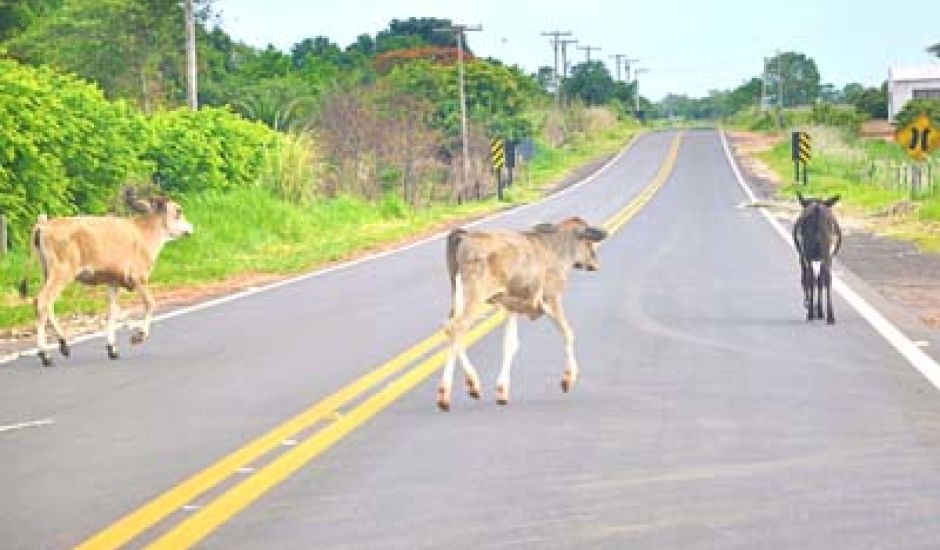 Polícia Militar registra ocorrência de gado na estrada que liga Mirandópolis com Lavínia