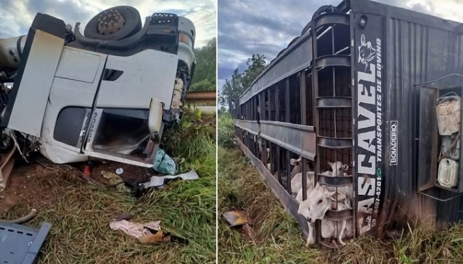 Caminhoneiro morre em acidente e carga de bois se espalha pela BR-158 em Três Lagoas