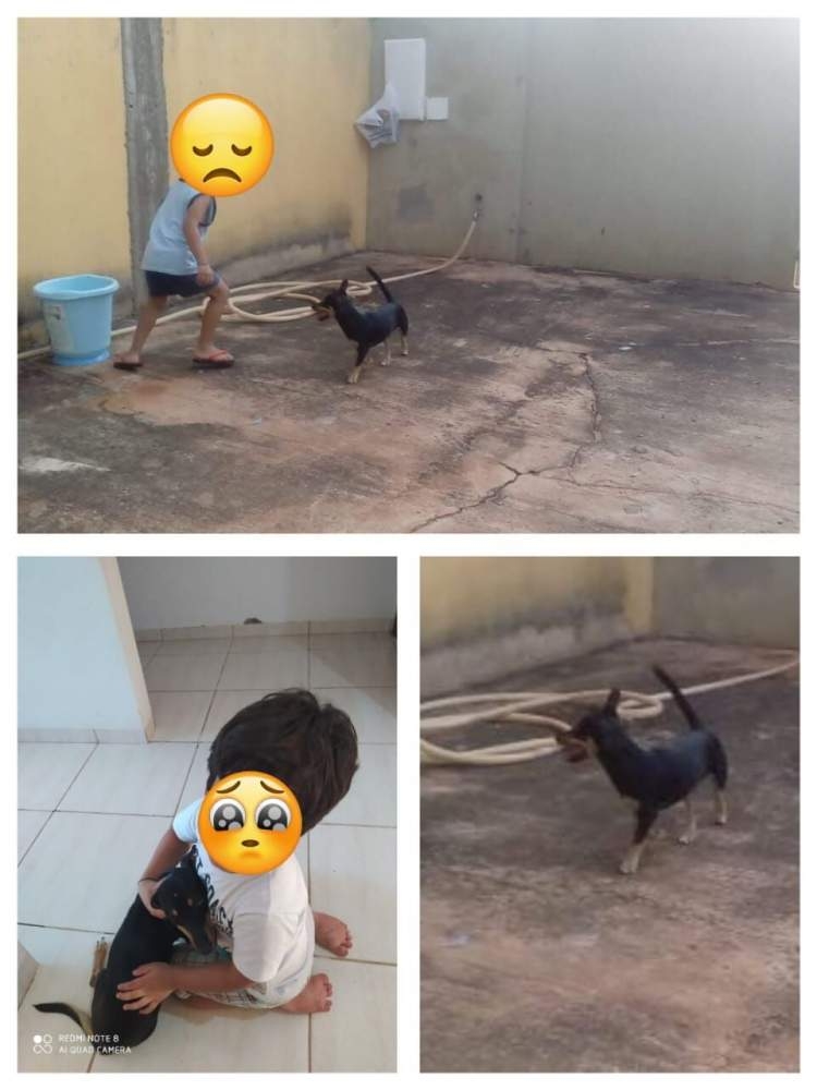 Família procura por filhote desaparecido no Jardim Europa em Andradina