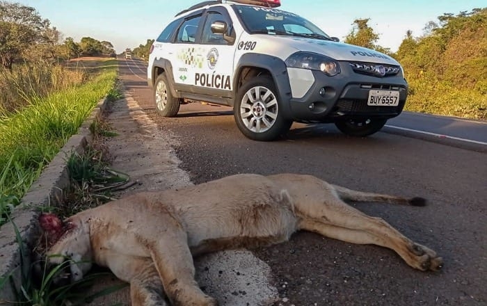 ONÇA-PARDA É ENCONTRADA MORTA EM ACOSTAMENTO DE RODOVIA EM ALTO ALEGRE