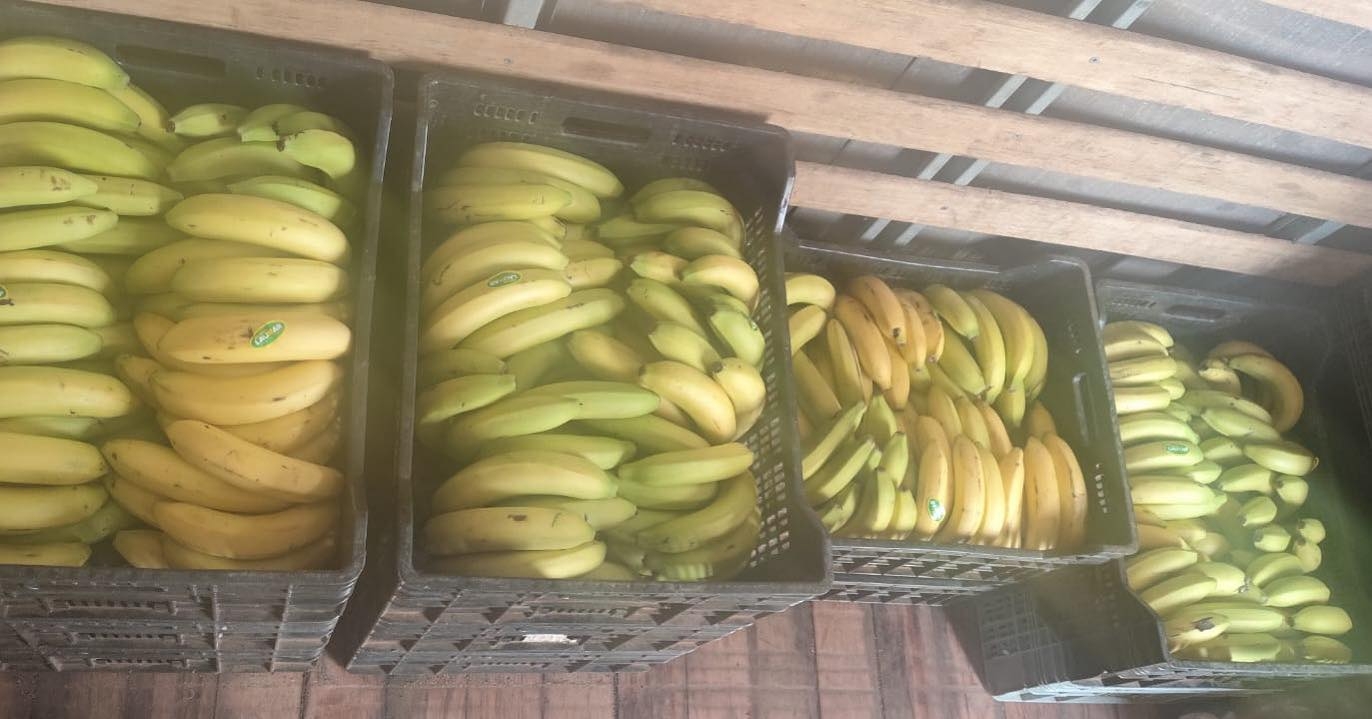 Polícia Militar prende motorista por desviar cargas de banana e vender em comércios de Andradina