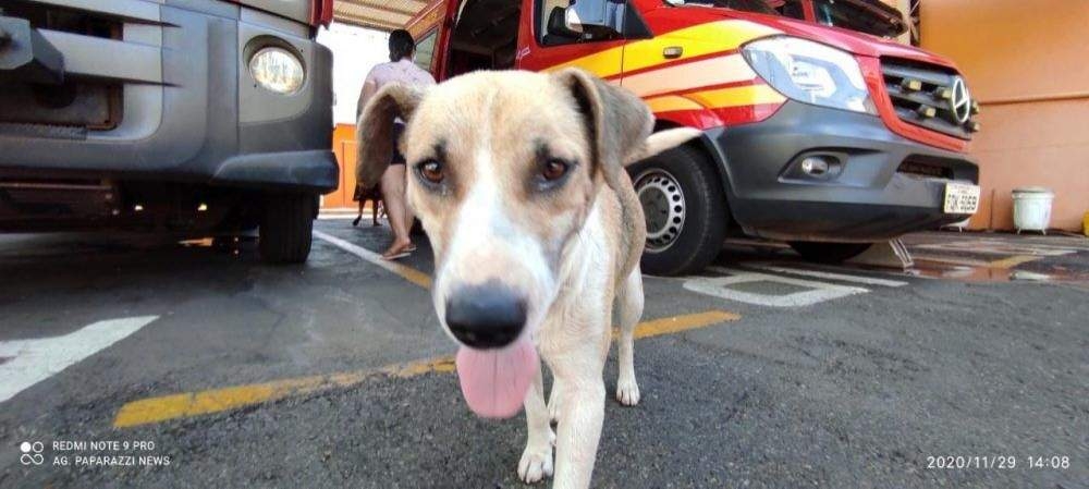 LEI, área de pet são obrigados denunciar casos de maus-tratos em Andradina
