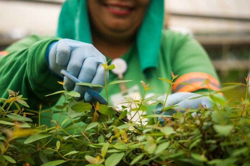 Eldorado Brasil abre vagas para Ajudante de Viveiro em Andradina