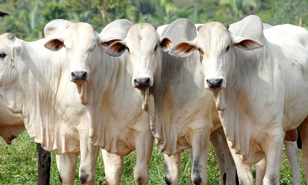 POLÍCIA CIVIL DE ALTO ALEGRE INVESTIGA FURTO DE 20 CABEÇAS DE GADO EM PROPRIEDADE RURAL