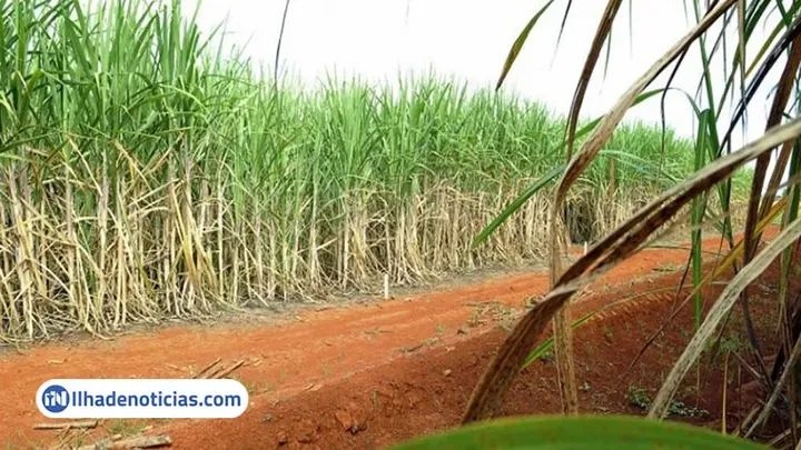 Polícia Civil de Ilha Solteira investiga furto de 400 KG de cana de plantação da Usina Santa Adélia