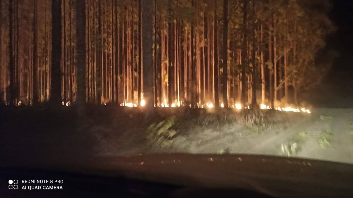 FOGO CHEGA ÀS MATAS DE EUCALIPTO EM ÁGUA CLARA MS