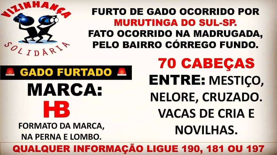 LADRÕES FURTAM 70 CABEÇAS DE GADO NA MADRUGADA EM MURUTINGA DO SUL