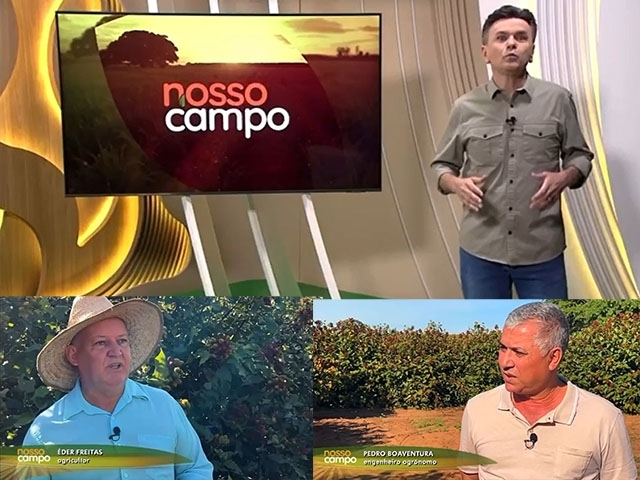 Castilho é destaque em programa rural da Rede Globo por produção de urucum