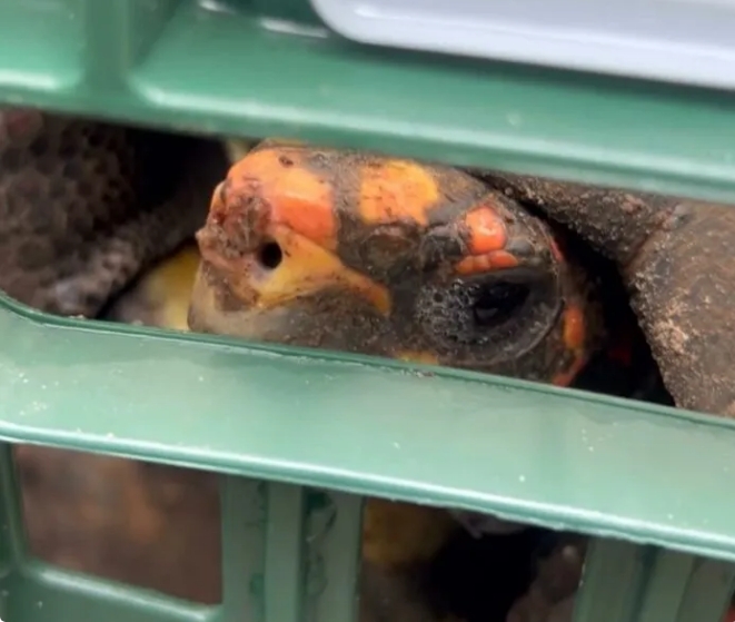 Transferência de animais do Zoológico de Araçatuba gera denúncia ao Ministério Público