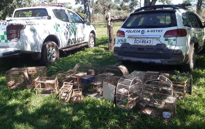 POLÍCIA  AMBIENTAL APREENDE CENTENAS DE AVES EM CATIVEIRO, EM ARAÇATUBA