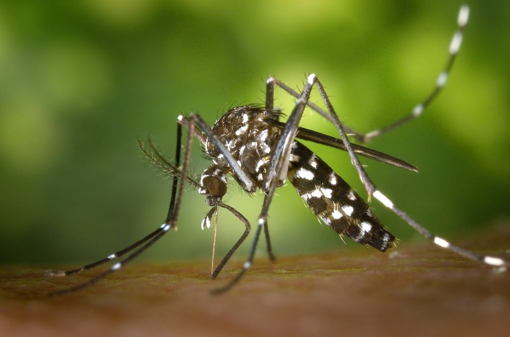 Saúde de Três Lagoas apresenta 24 casos suspeitos de dengue em Três Lagoas