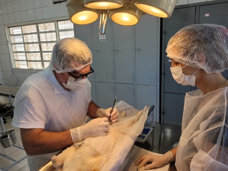 RESPEITO AOS ANIMAIS: Zoonoses de Andradina já castrou 5 mil gatos desde 2021