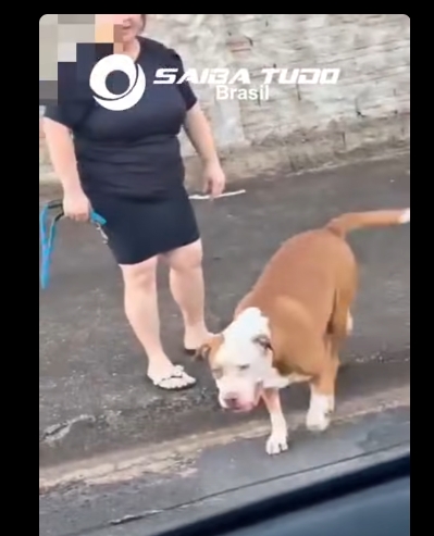 MORADORES DE ANDRADINA RELATAM PERIGO COM PITT BULL SOLTO NAS PROXIMIDADES DO SHOPPING
