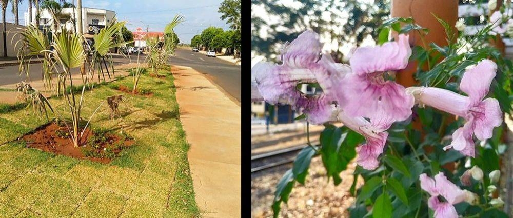 Completa 4 meses o Projeto Impacto Verde em Andradina