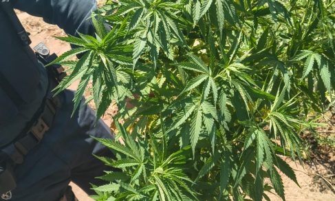 Polícia Militar de Três Lagoas encontra pé de maconha em condomínio de luxo