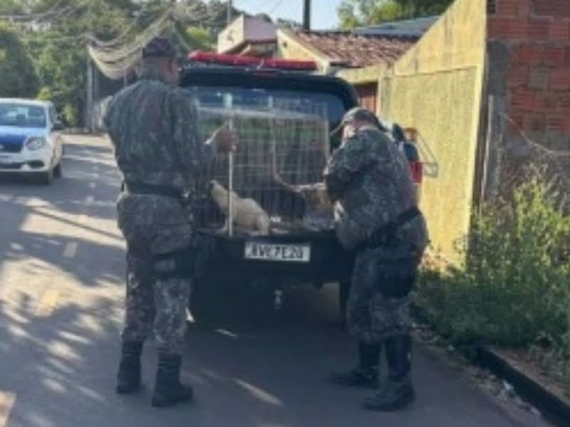 Ministério Público de MS instaura inquérito civil para apurar maus-tratos contra cachorros em Três Lagoas