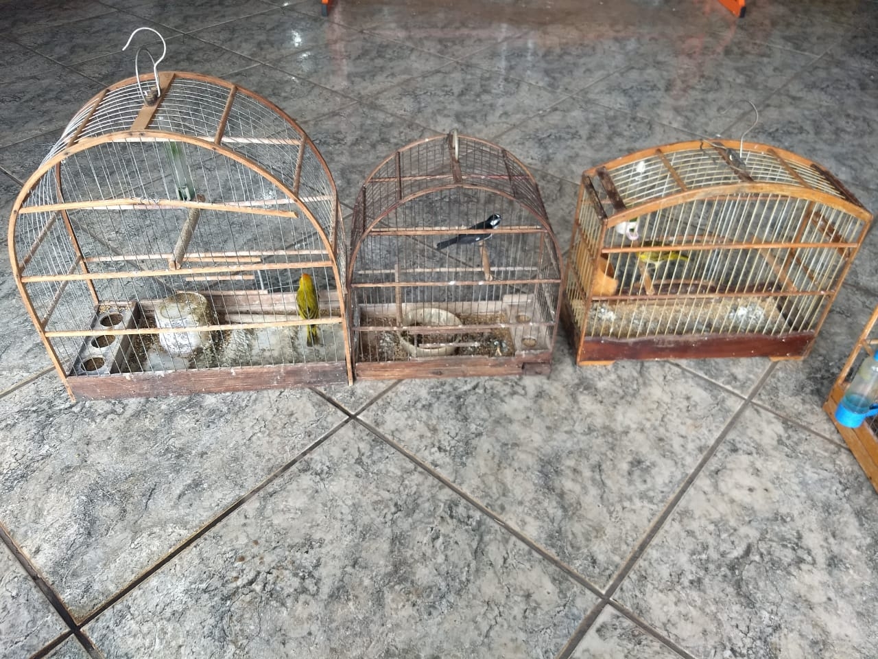 Polícia Militar Ambiental de Três Lagoas autua infrator por maus-tratos ao deixar cachorros e aves silvestres criadas ilegalmente, sem alimento e água com morte de dois pássaros