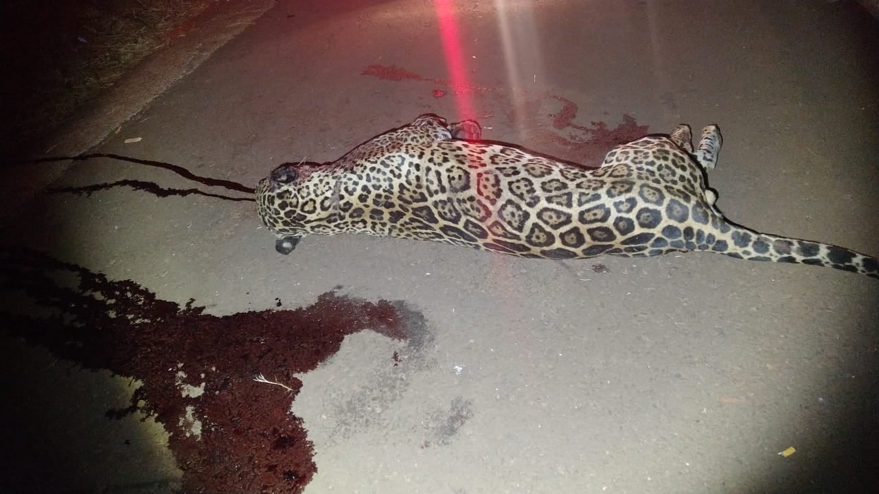 ONÇA PINTADA MACHO É ATROPELADA NA RODOVIA GENERAL FIGUEIREDO EM ANDRADINA