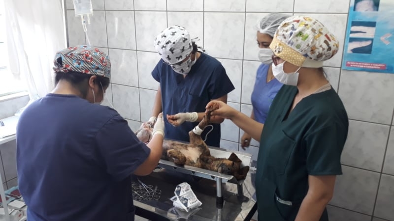 MIRANDÓPOLIS DEVE USAR CIENSP E FEA PARA CASTRAÇÃO DE CÃES E GATOS