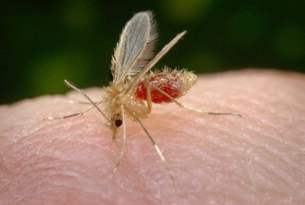 Andradina confirma primeira morte por leishmaniose em 2022