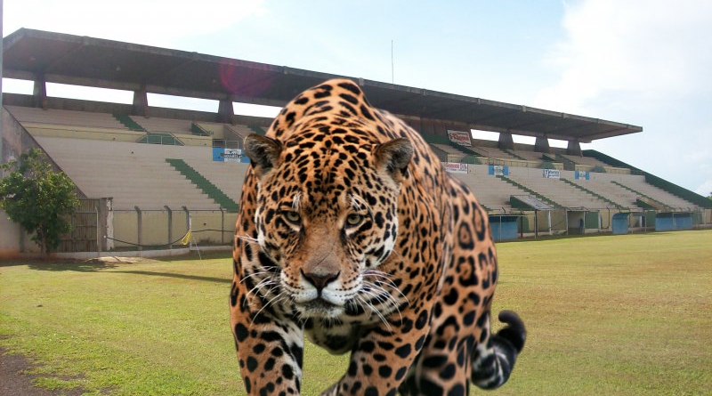 A Onça Pintada vem ai! Novo Time profissional de Três Lagoas está nascendo.