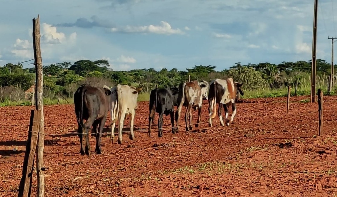 Polícia Civil de Andradina recupera mais um veículo furtado de Pátio de Apreensão de Veículos e 05 cabeças de gado furtadas de propriedade rural de Andradina