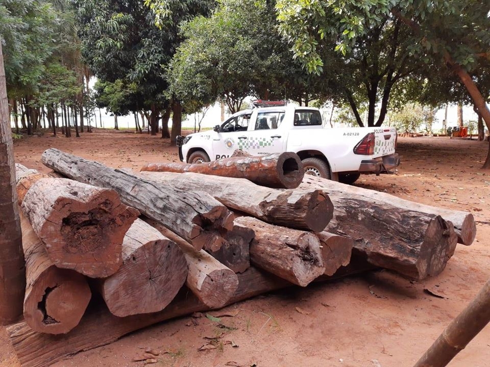 Polícia Militar Ambiental de Castilho apreende catetos em cativeiro, madeira ilegal e multa responsáveis em Ilha Solteira