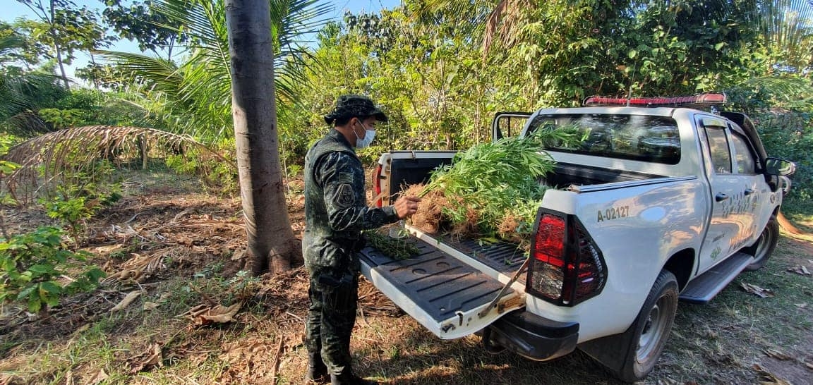 POLÍCIA MILITAR AMBIENTAL DE ARAÇATUBA APREENDE 98 PÉS DE MACONHA NO ASSENTAMENTO CHICO MENDES