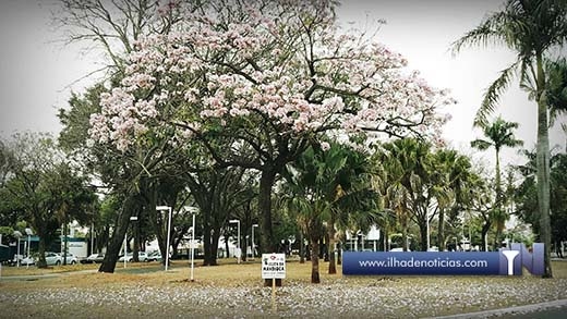 Surto de escorpião em Andradina chama a atenção de programa de TV