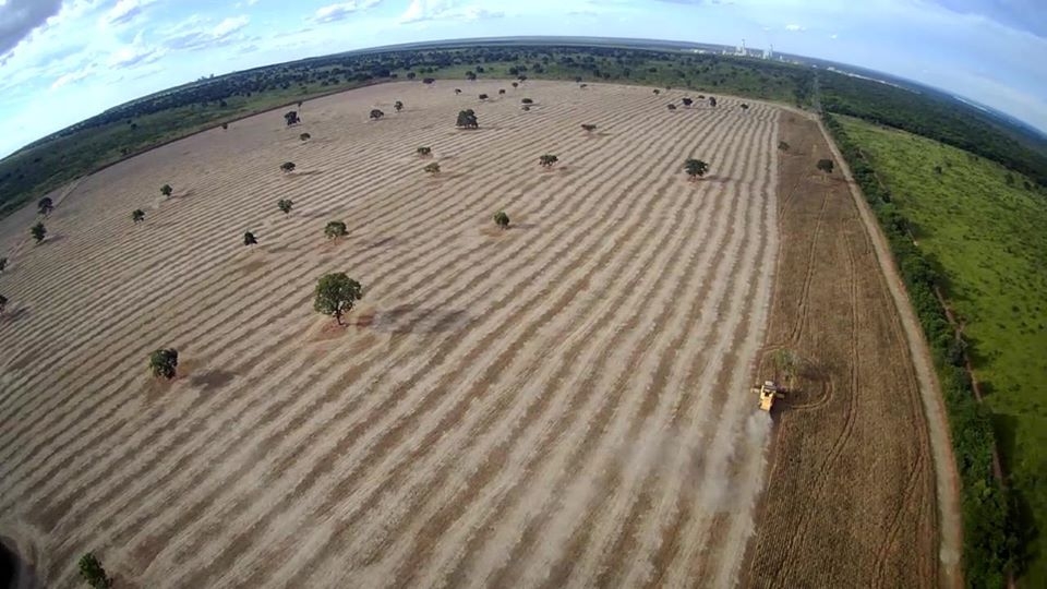 FAZENDA EM TRÊS LAGOAS PLANTA SOJA MAS NÃO RETIRA TODAS AS ÁRVORES