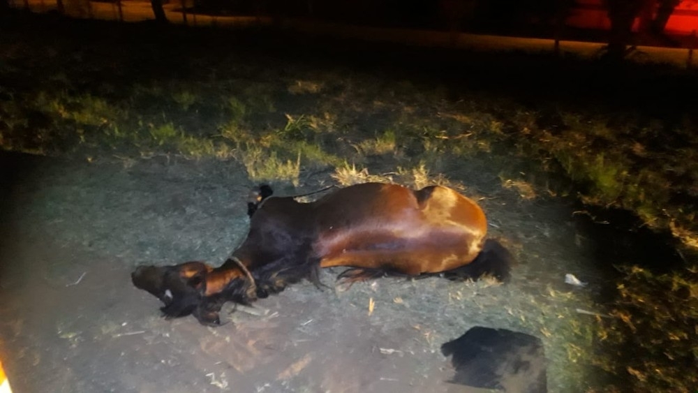 Égua morre atropelada por ônibus de transporte de trabalhadores rurais na Rodovia da Integração em Tupi Paulista
