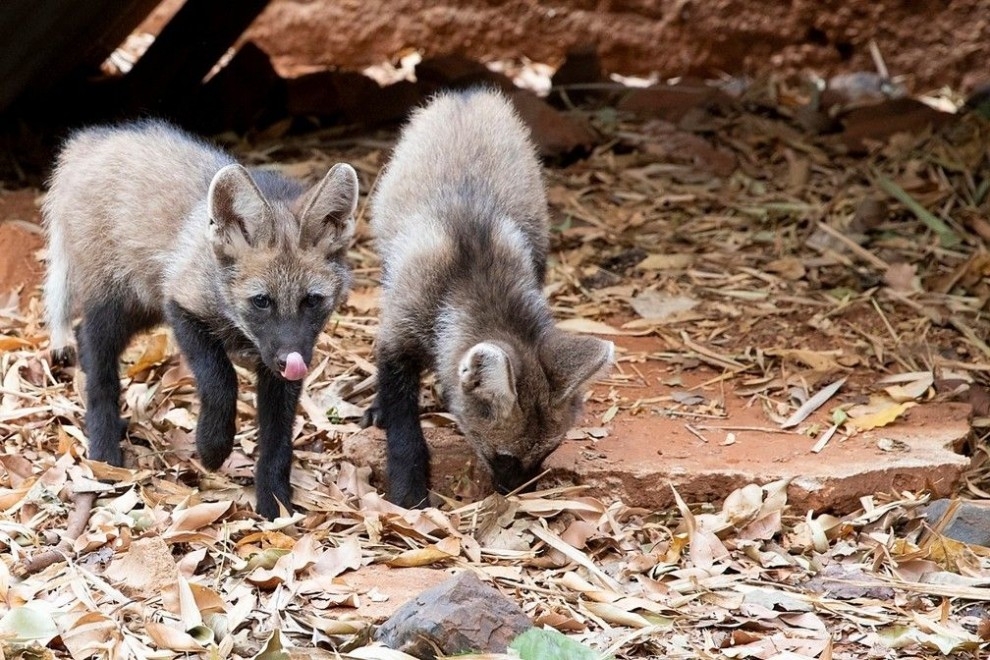 Zoológico de Rio Preto registra nascimento de lobas-guará