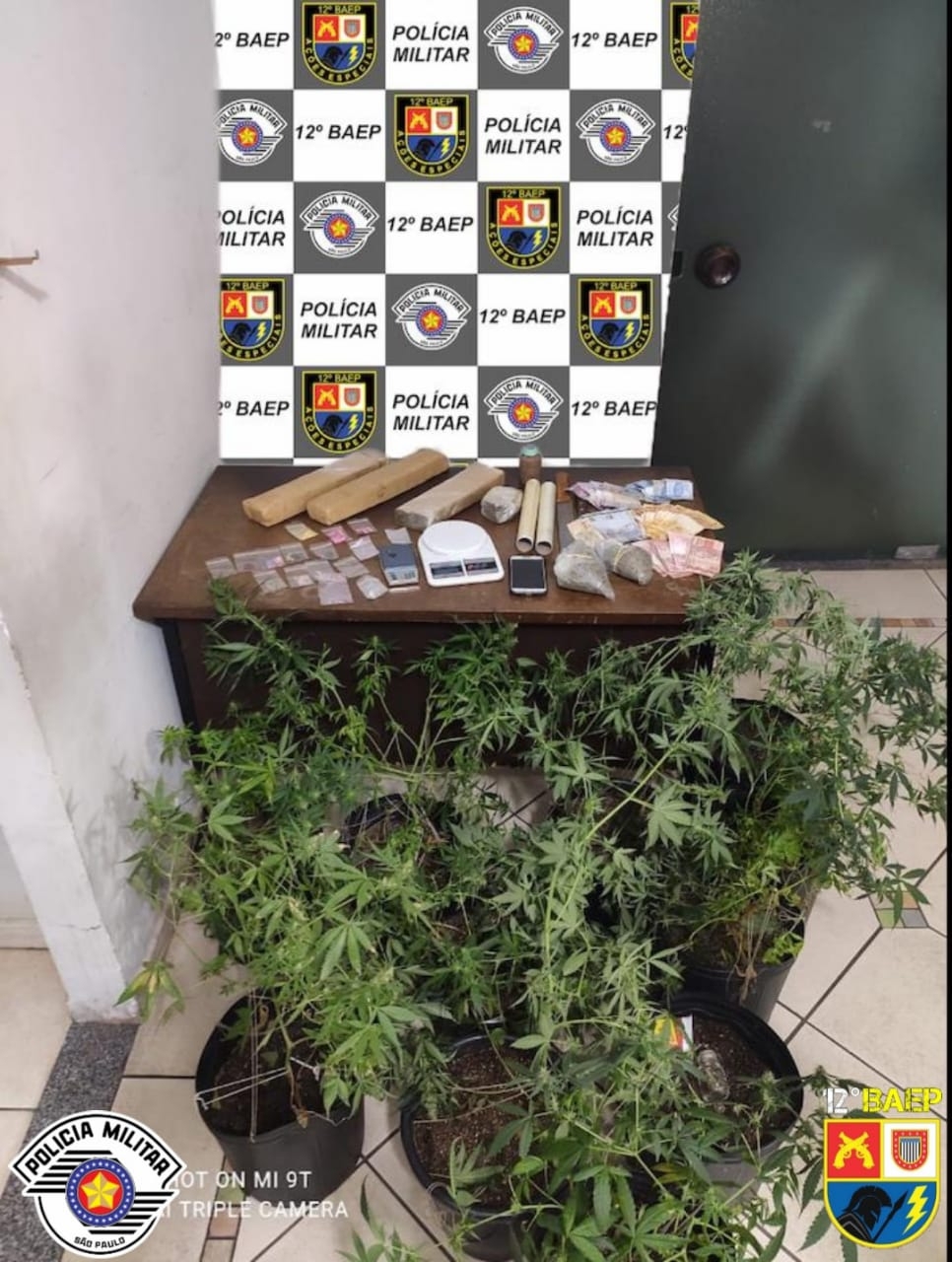 BAEP prende homem por tráfico de drogas com 9 pés de maconha, alvo de combate ao crime cidade de Birigui