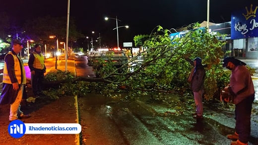 Em Ilha Solteira chuva derruba árvores e deixa cidade sem luz e água