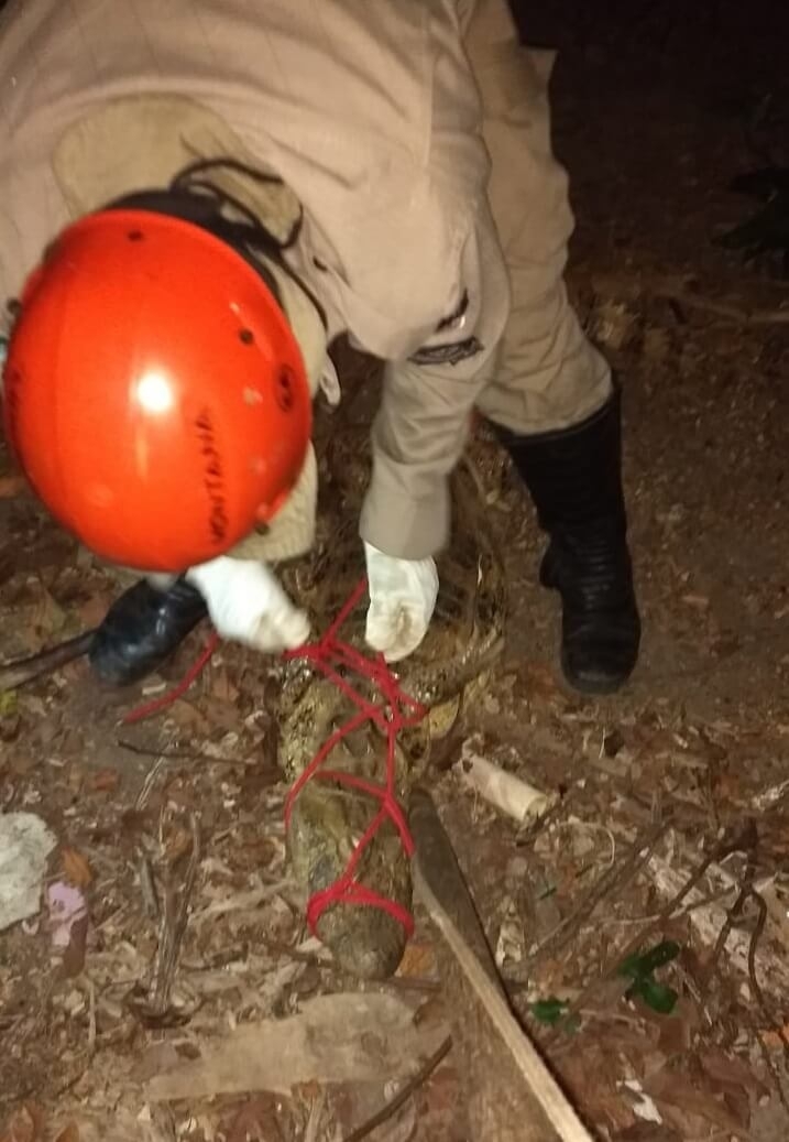 Bombeiros capturam jacaré no quintal de uma casa no bairro Jardim Rodrigues em Três Lagoas