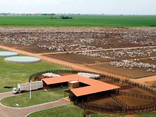 Lotado “até a tampa”: boitel em Castilho-SP inicia reservas de baias para abril