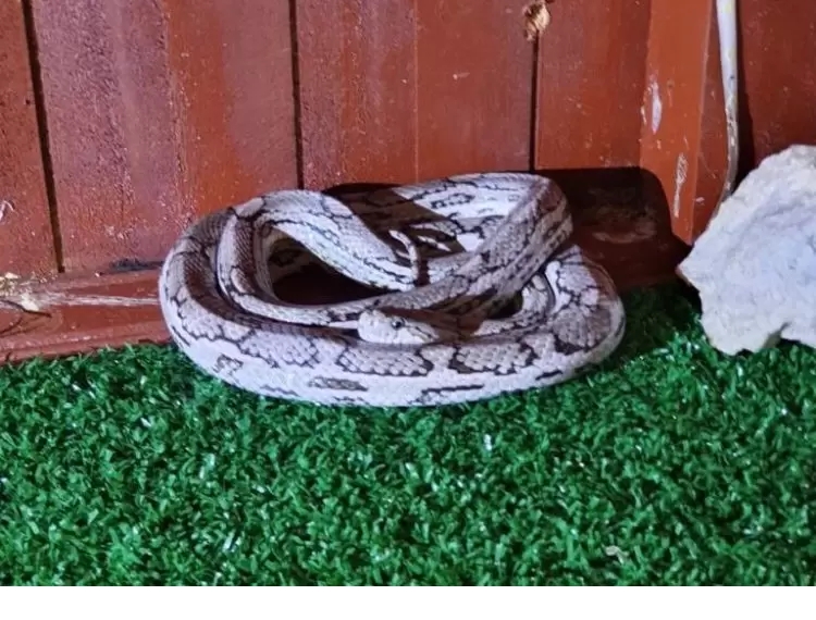 PM Ambiental apreende 10 cobras na casa de criador em Mirandópolis