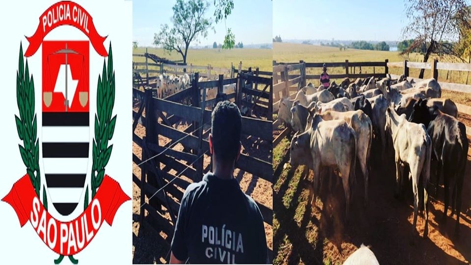 Polícia Civil recupera em Pereira Barreto gado furtado avaliado em mais de 100 mil