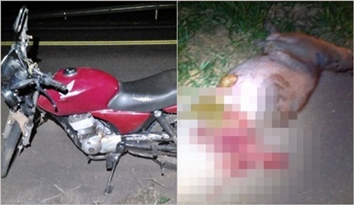 Motociclista e passageiro ficam feridos após atropelar capivara em rodovia no sentido Buritama a Birigui
