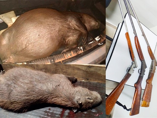 Em Mirandópolis 04 homens são presos e um adolescente apreendido após serem flagrados com armas e capivara em veículo