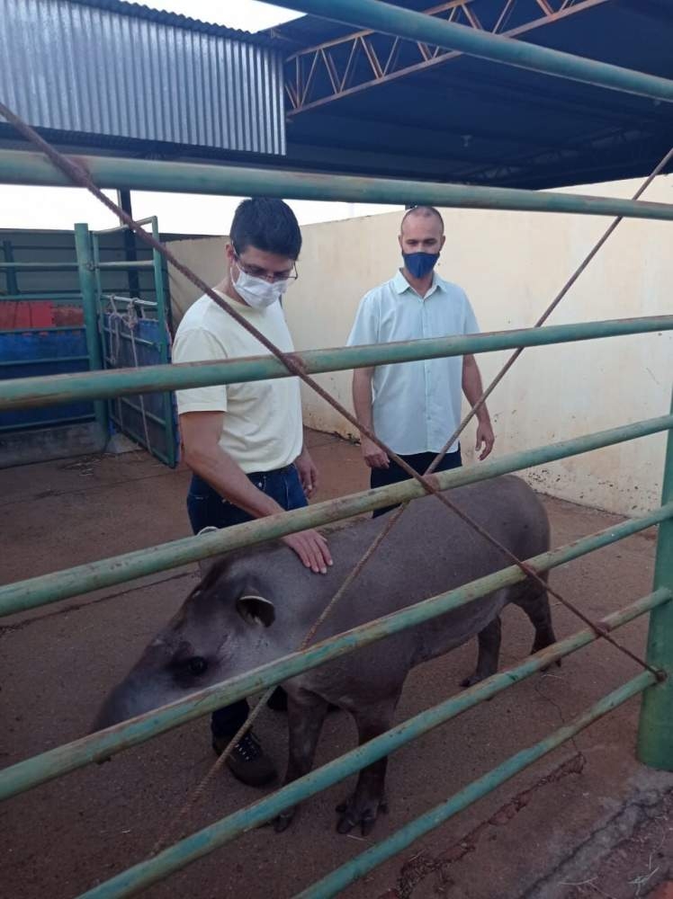 Animal silvestre se recupera no Hospital Veterinário da Fundação Educacional de Andradina