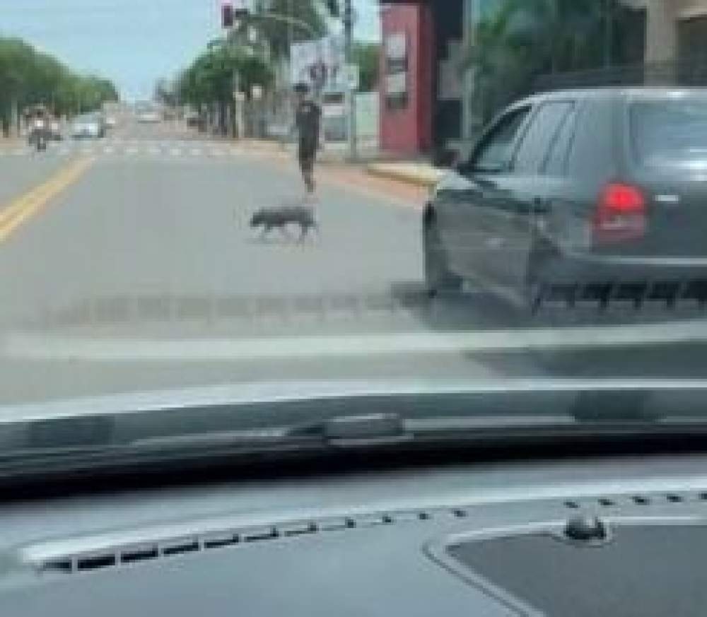 Porco passeia na Avenida Guanabara em Andradina