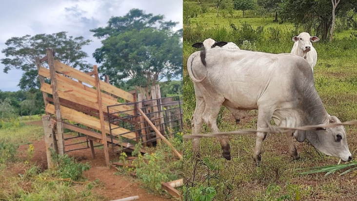 Polícia Civil de Ilha Solteira investiga furto de 80 cabeças de gado em fazenda localizada na SP 595