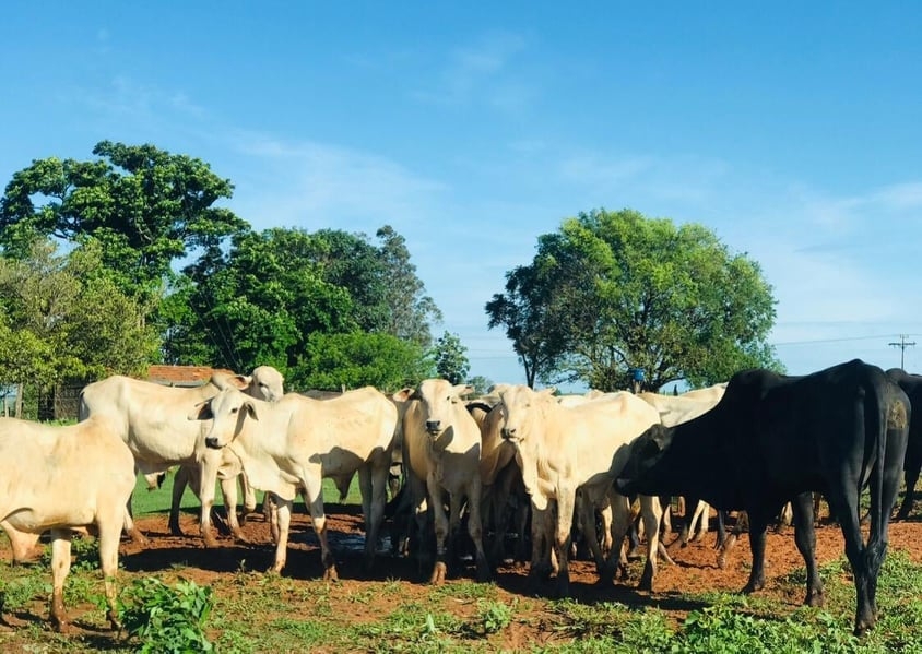PECUARISTA OFERECE RECOMPENSA COM 10% DO VALOR DO GADO FURTADO EM ANDRADINA