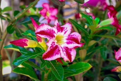 Três Lagoas terá feira de orquídeas e rosas do deserto