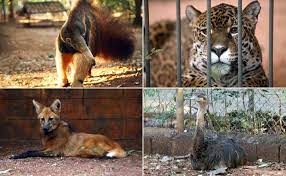 Zoológico de Ilha Solteira segue sem data de reabertura