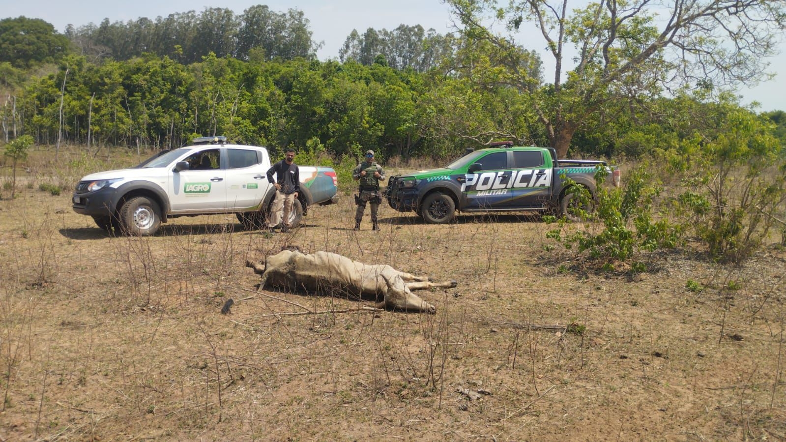 Polícia Ambiental de Três Lagoas multa fazendeiro em R$ 524 mil por maus-tratos a 500 bovinos em Água Clara