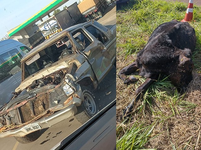 Mais uma acidente com animal na pista da Integração quase causa tragédia em Nova Independência